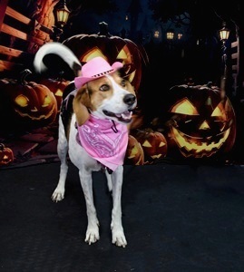 Pink Cowboy